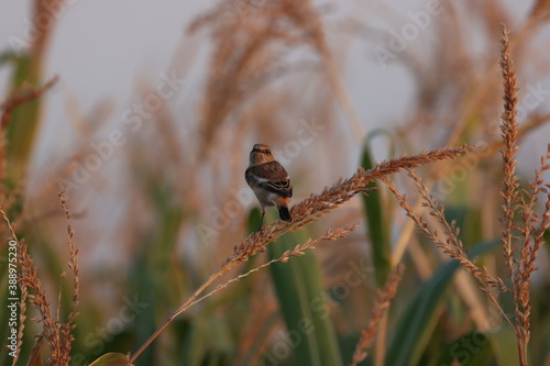 Siberian Stonechat bird on wheat branch at sunset in the afternoon ( Saxicola maurus )  photo