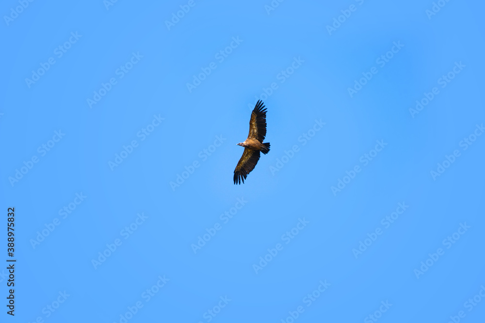 Griffon vulture flying with open wings in a blue sky on a sunny day. Raptor bird. Scavenger. Wildlife. Gyps Fulvus. Griffon vulture flying with open wings in a blue sky on a sunny day. Raptor bird. Scavenger. Wildlife. Gyps Fulvus.