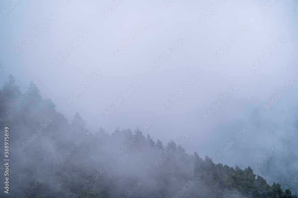 Fir and pine landscape with dense white fog. Winter nature background with blank space for copy space.