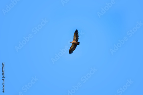 Griffon vulture flying with open wings in a blue sky on a sunny day. Raptor bird. Scavenger. Wildlife. Gyps Fulvus.