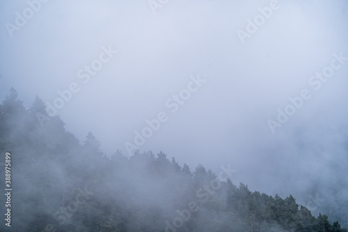 Fir and pine landscape with dense white fog. Winter nature background with blank space for copy space.