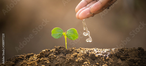 Environment day concept. Drop water on hand for growing tree. Protect the environment. Renewable energy for future. Global warming concept. Sustainable resources background for web banner.