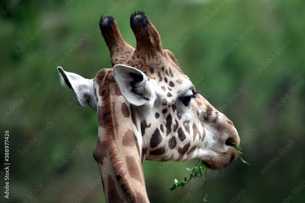 Obraz premium Girafe (giraffa camelopardalis) giraffe