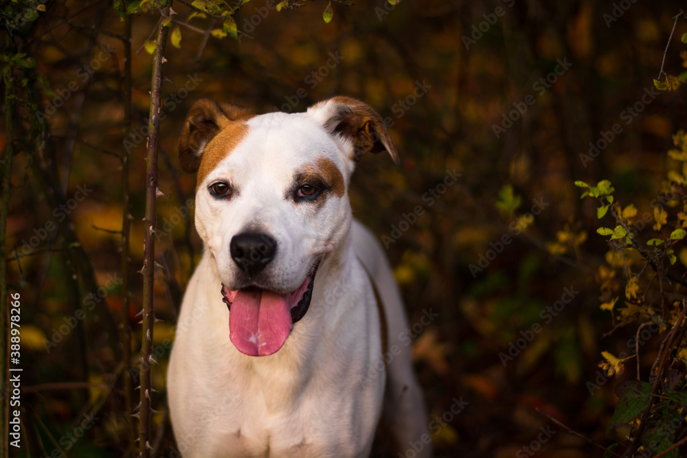 Happy american pitbull terrier dog posing in beautiful colorful autumn nature
