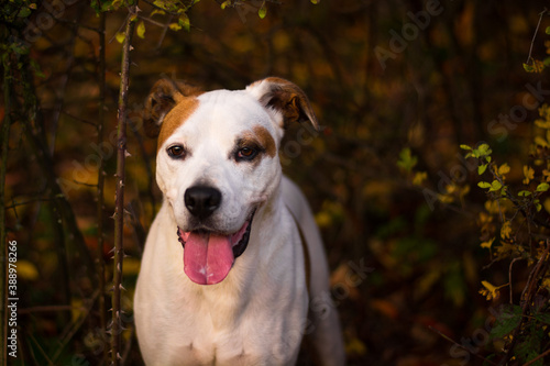 Happy american pitbull terrier dog posing in beautiful colorful autumn nature