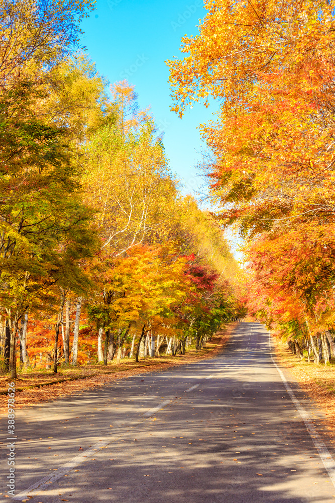 road in autumn