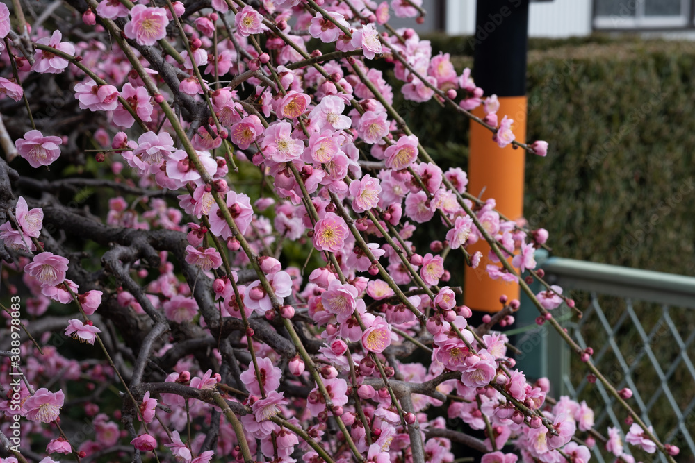Obraz premium landscape in Gifu
