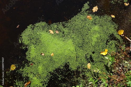 Принти на полотні quiet stagnant water in a swamp with green duckweed