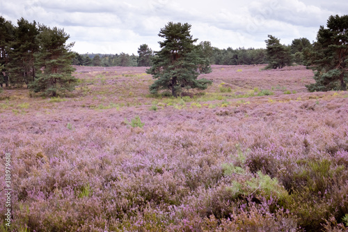 Trees in a blooming heather field at the end of summer in Mehlingen, Germany