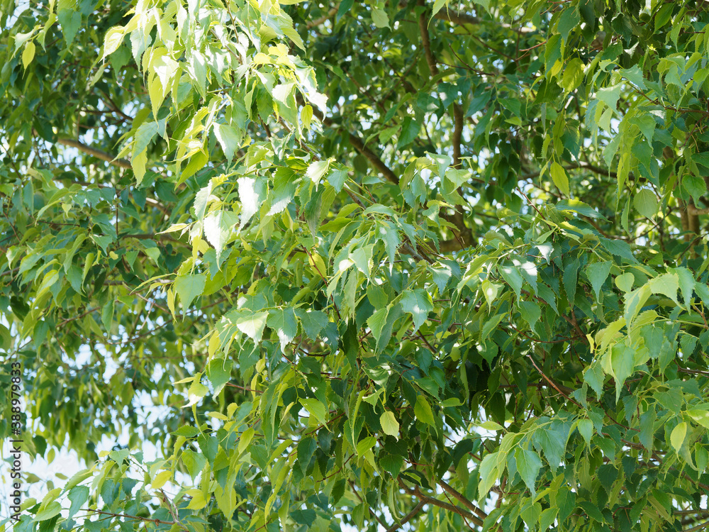 Obraz premium 'Celtis australis' Südliche oder europäische Zürgelbaum mit Blattoberseite dunkelgrün, graugrün Unterseite, scharf gesägtem Blattrand