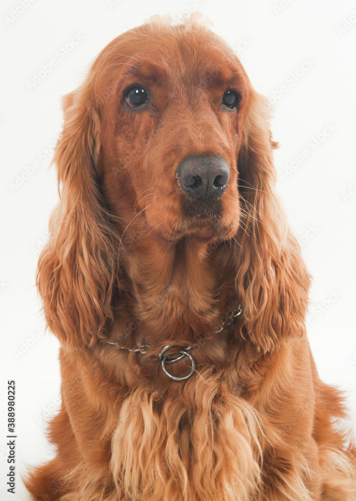 cocker spaniel portrait