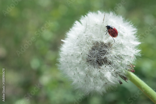 Ladybug sits on a dandelion. Close up of a dandelion growing in the field.