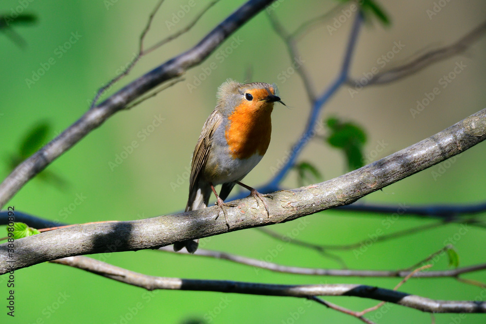 Rotkehlchen (Erithacus rubecula) Rotkehlchen (Erithacus rubecula)