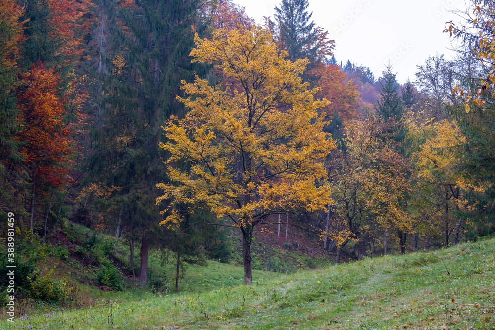 dark lonely tree with yellow leaves on a moody day in autumn surrounded by yellow fern and autumnal foliage in a mountain forrest. Mystical and romantic atmosphere in the woods.