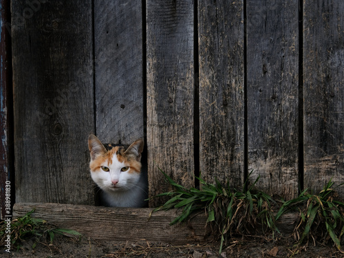 Cat peeking out of a hole in the fence