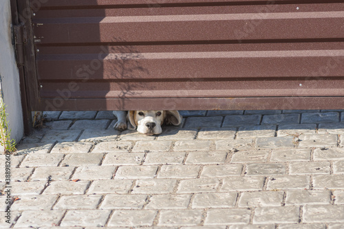 Young cute beagle dog looking out from gate chink being home alone and bored