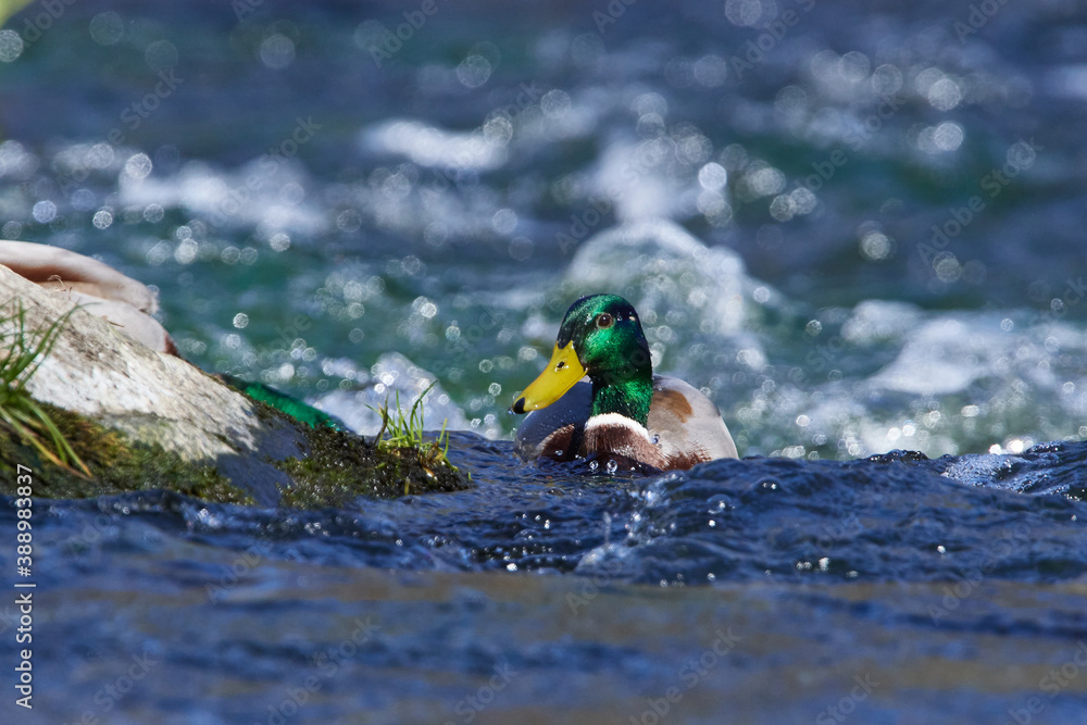 Stockenten Erpel im Frühjahr in der Spree bei der Futtersuche	