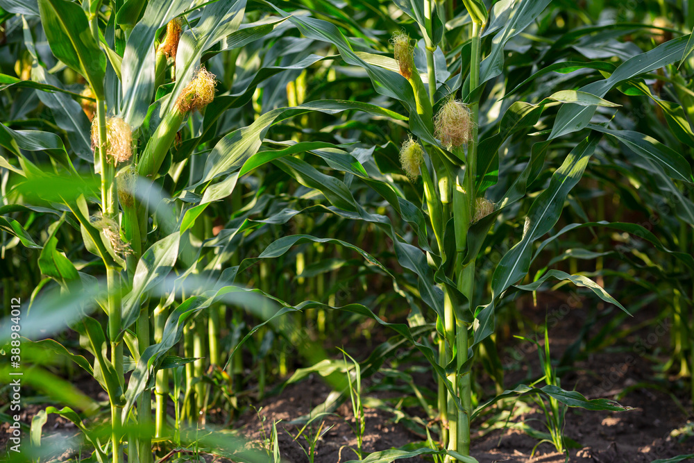 Green plant of corn on the cob in the field, summer food Green plant of corn on the cob in the field, summer food