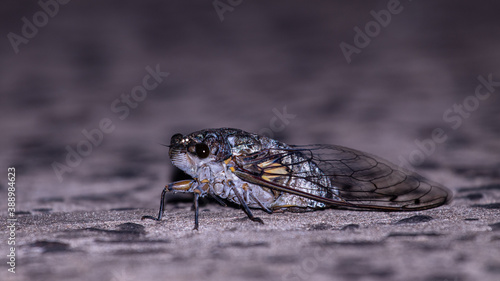Cigarra insect