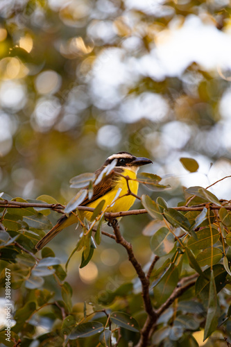 Bem-te-vi Pitangus sulphuratus
yellow bird
