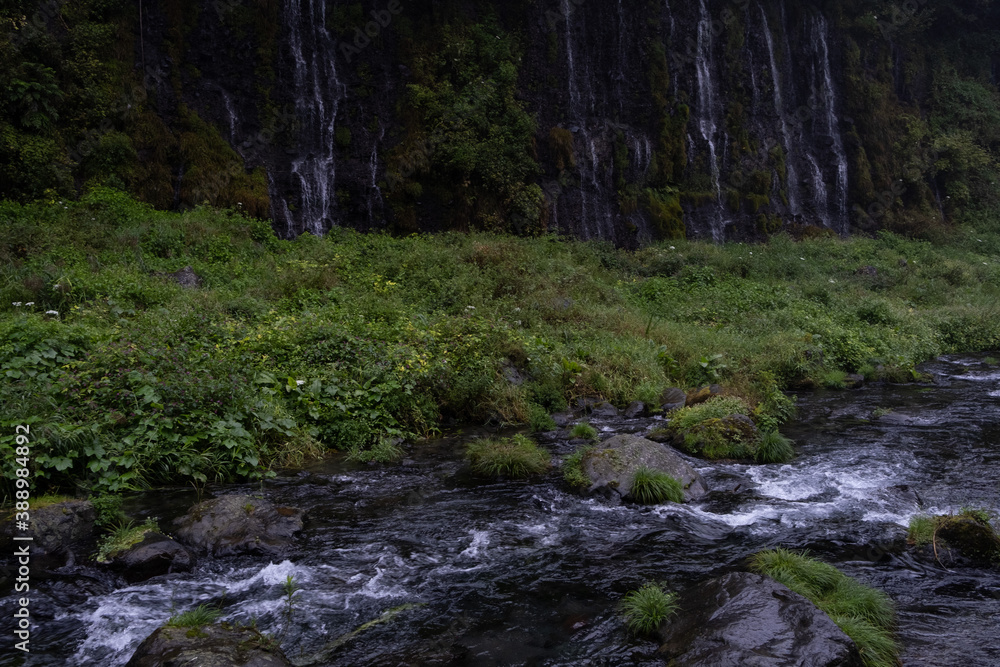 stream in the forest