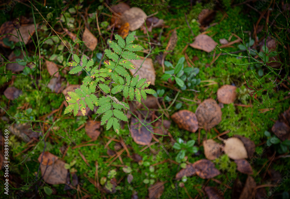 Autumn forest with fallen leaves and a fern plant Autumn forest with fallen leaves and a fern plant
