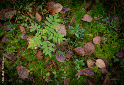 Autumn forest with fallen leaves and a fern plant 