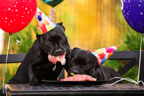Photography two black dogs in birthday hats eating meat at the table
