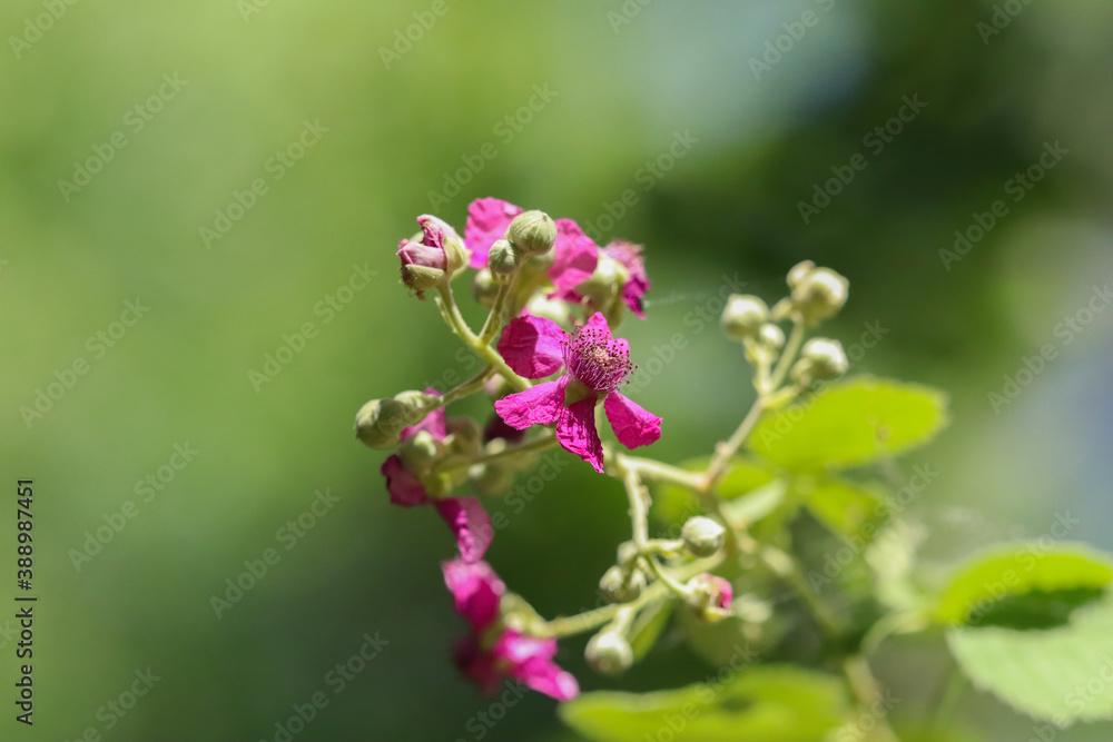 amazing colorful flowers and plants of nature in nature environment
amazing colorful flowers and plants of nature in nature environment