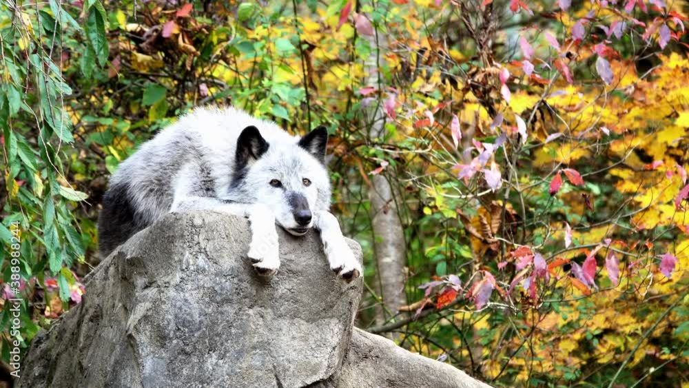 A Northern Rocky Mountain Gray Wolf (Canis lupus irremotus) rests atop