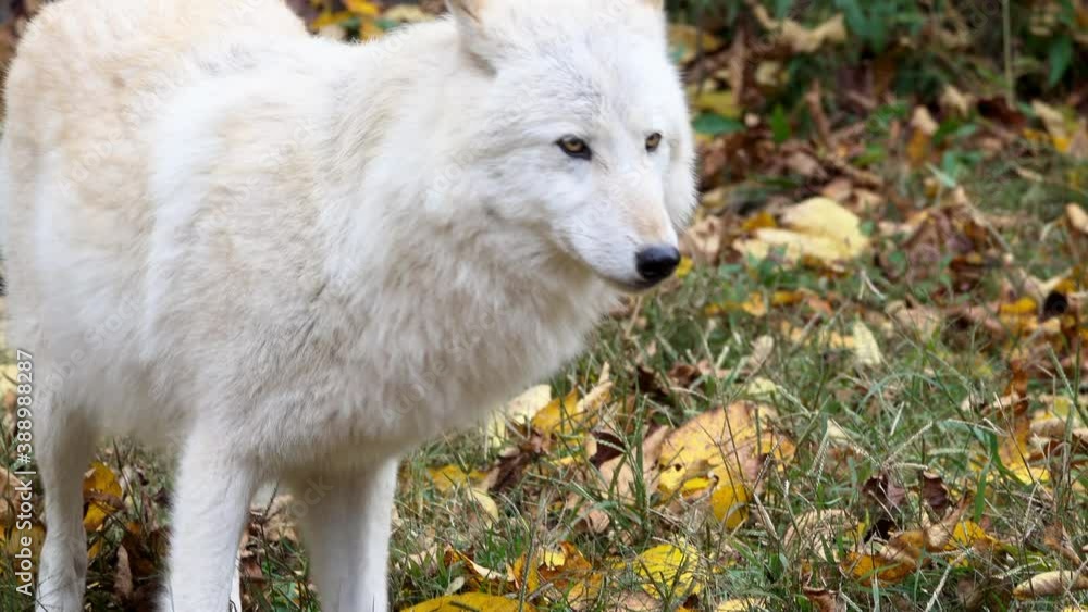 Close-up of a Southern Rocky Mountain Gray Wolf (Canis lupus youngi) looks off-camera to the right and is startled. Close-up of a Southern Rocky Mountain Gray Wolf (Canis lupus youngi) looks off-camera to the right and is startled.