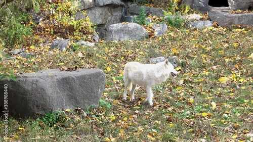 Southern Rocky Mountain Gray Wolf (Canis lupus youngi) walks up to a boulder and turns around.  Cave entrance in background. photo