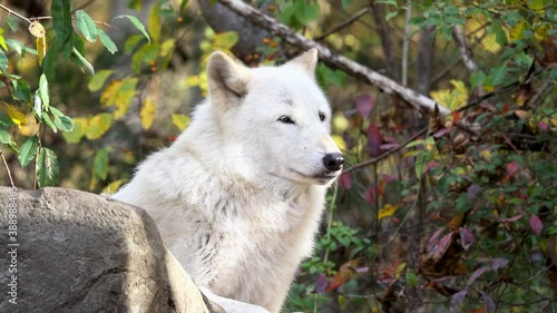 Close-up of Southern Rocky Mountain Gray Wolf (Canis lupus youngi) resting on top of boulder, sniffing the air, watching and listening in a relaxed manner. photo