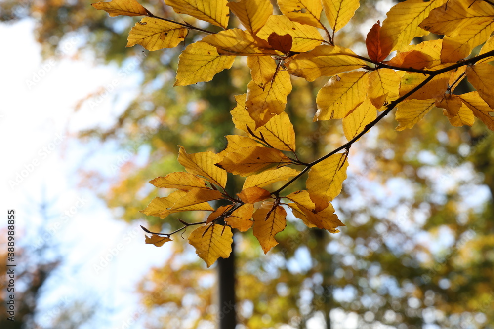Bright autumn leaves on tree branches in the forest Bright autumn leaves on tree branches in the forest