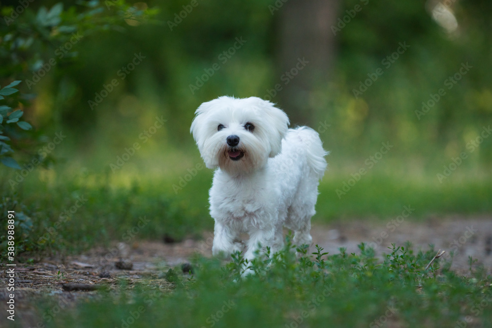 running dog, jumping dog, Maltese lapdog, maltese, dog friend, beautiful dog