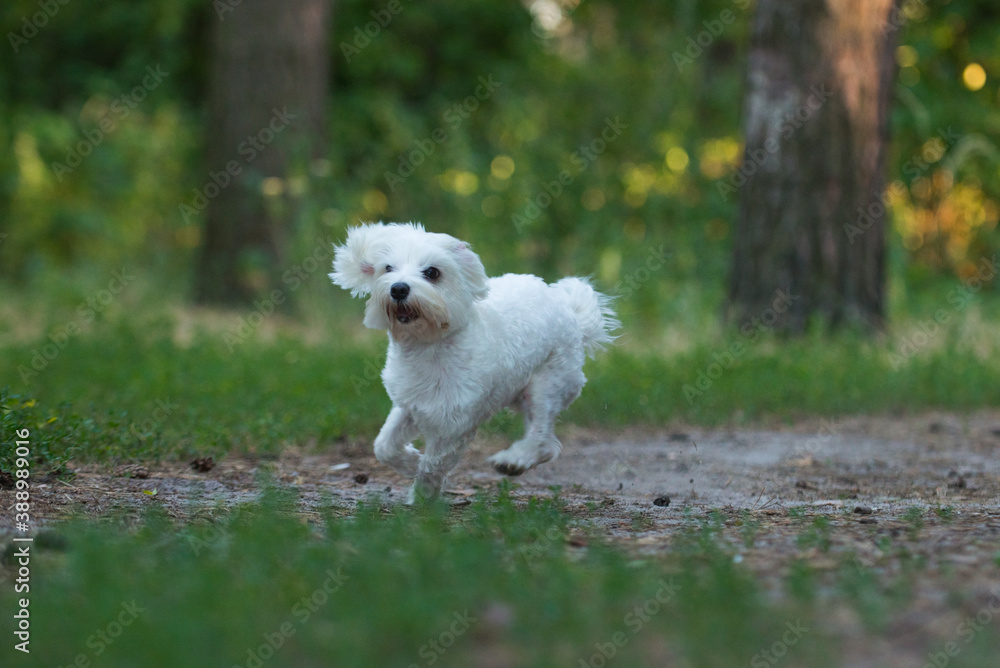 running dog, jumping dog, Maltese lapdog, maltese, dog friend, beautiful dog running dog, jumping dog, Maltese lapdog, maltese, dog friend, beautiful dog
