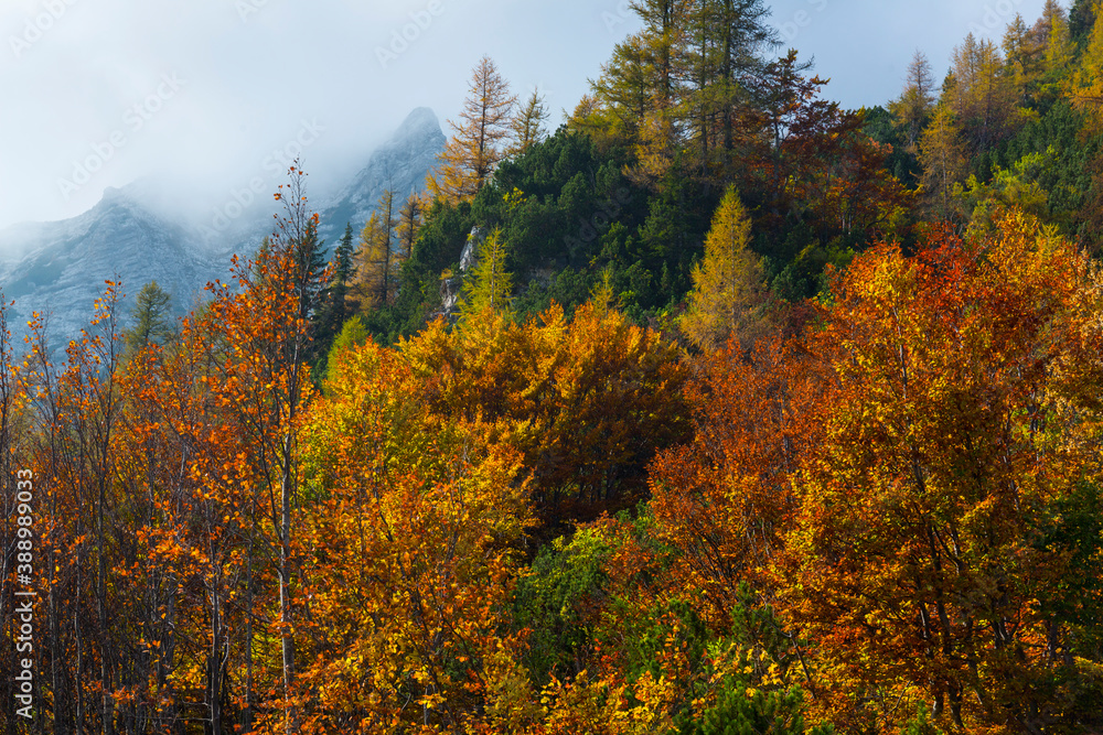 Fototapeta premium Fall colors, Triglav National Park, Trenta Valley, Julian Alps, Municipality of Bovec, Slovenia, Europe