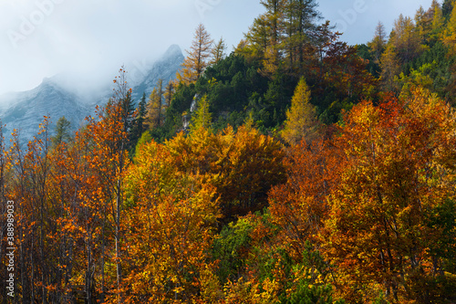 Fall colors, Triglav National Park, Trenta Valley, Julian Alps, Municipality of Bovec, Slovenia, Europe photo