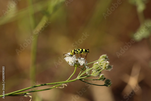 amazing colorful insects look amazing in nature environment at noon sunny weather  © photo