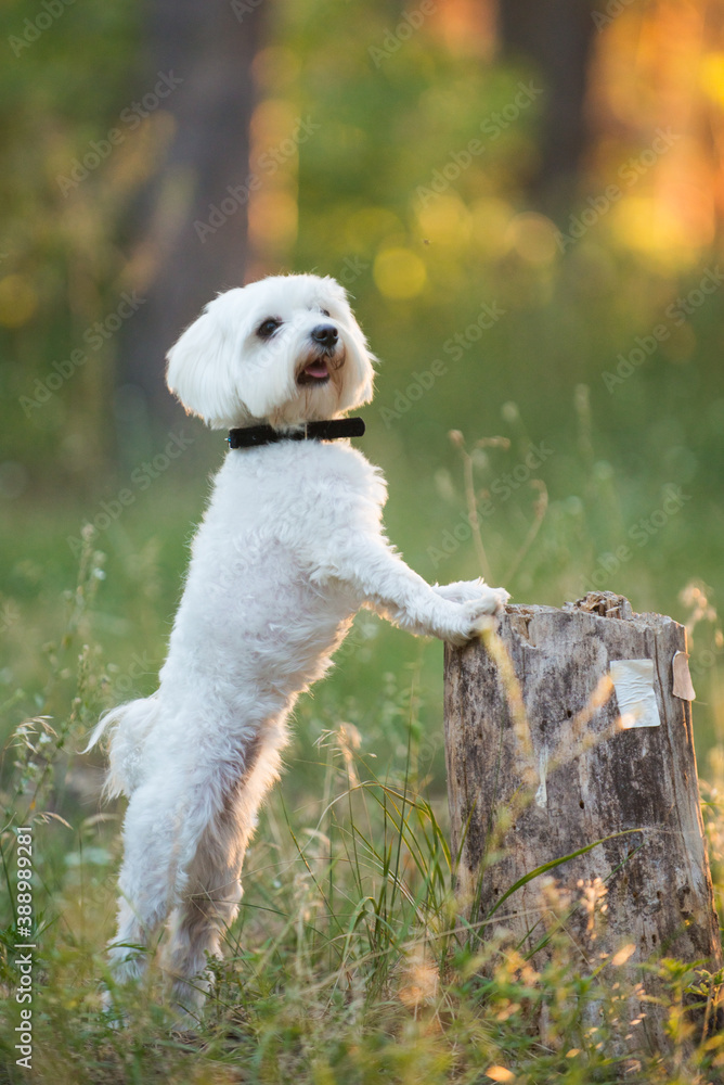 running dog, jumping dog, Maltese lapdog, maltese, dog friend, beautiful dog running dog, jumping dog, Maltese lapdog, maltese, dog friend, beautiful dog