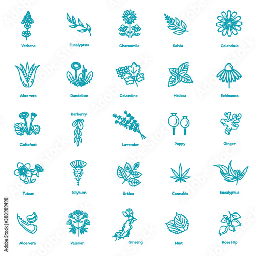 Herbs collection. Medical healthy herbs and flowers