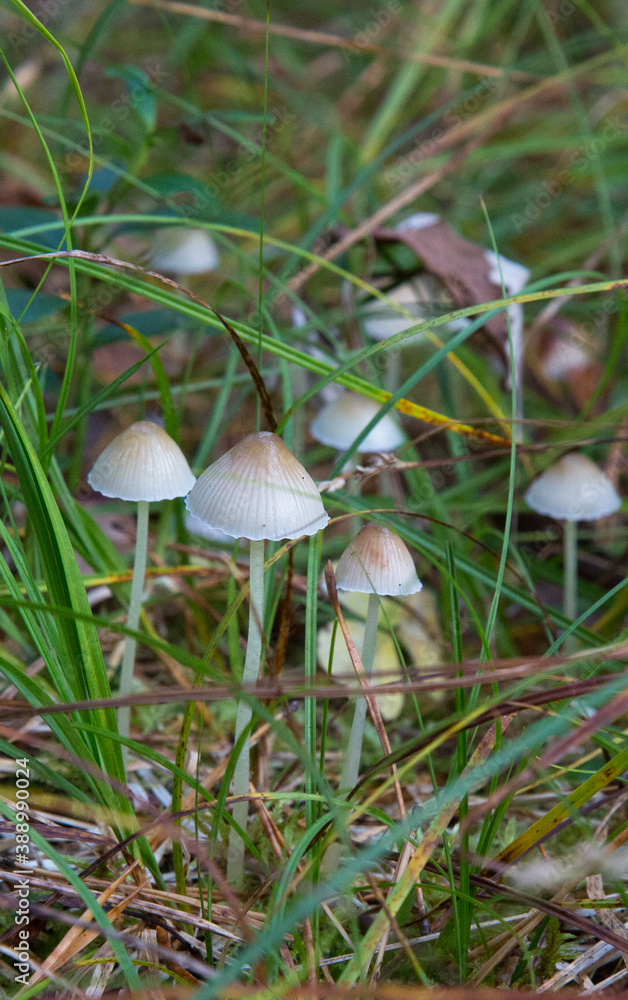 Small mushrooms in the forest.Mycena filopes mushroom. Small mushrooms in the forest.Mycena filopes mushroom.