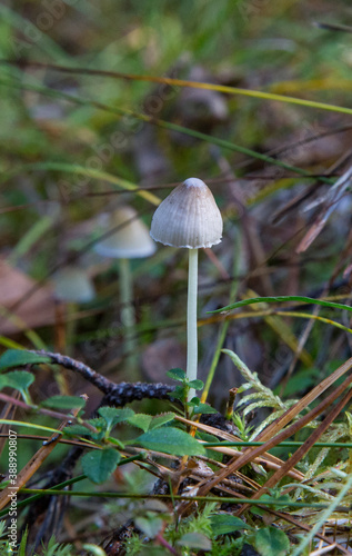 Small mushrooms in the forest.Mycena filopes mushroom.