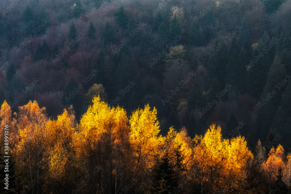 Yellow colorful trees in autumn forest