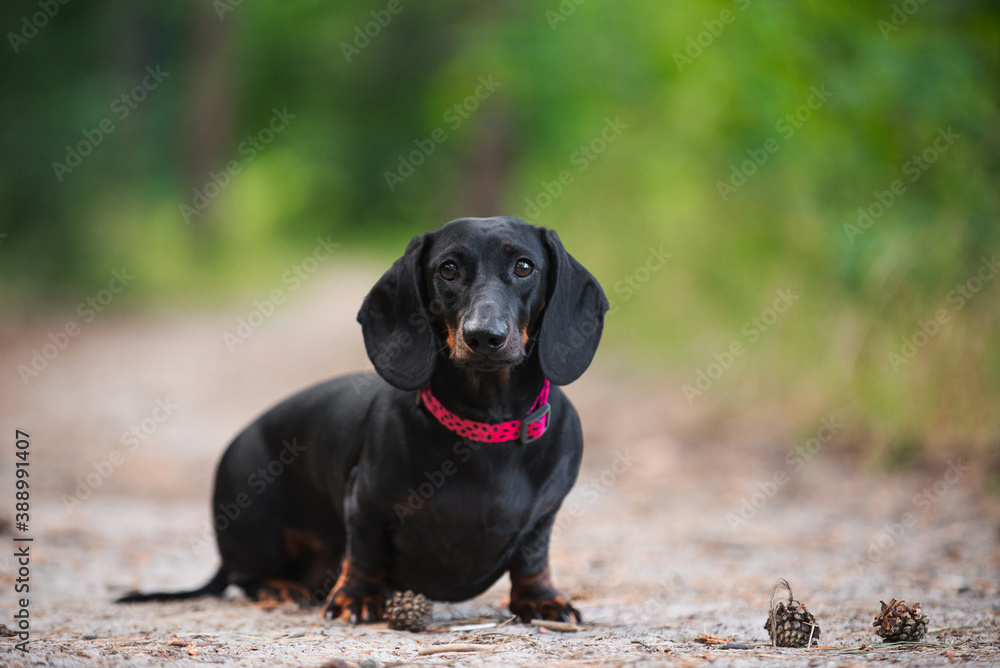 black dachshund, cute, pet, dog is man's friend, kind, obedient, beautiful black dachshund, cute, pet, dog is man's friend, kind, obedient, beautiful