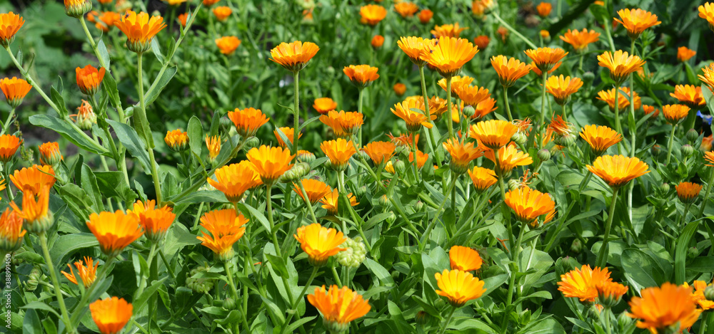 A close-up on blooming calendula plants, common marigold, pot marigold, edible orange flowers, widely used in medicine, growing in the garden, flowerbed in summer. A close-up on blooming calendula plants, common marigold, pot marigold, edible orange flowers, widely used in medicine, growing in the garden, flowerbed in summer.