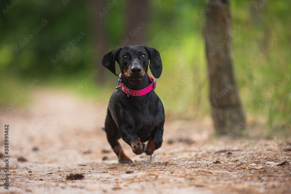 black dachshund, cute, pet, dog is man's friend, kind, obedient, beautiful black dachshund, cute, pet, dog is man's friend, kind, obedient, beautiful