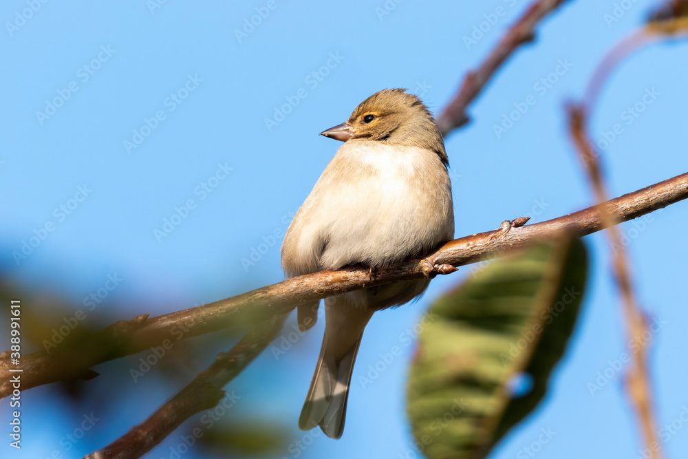 Obraz premium Hedge sparrow or Dunnock, (Prunella modularis) bird perched on a shrub branch which is a common garden songbird bird found in the UK and Europe stock photo image