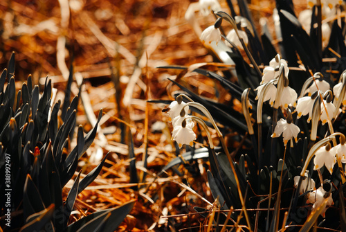 Spring flowers in a garden