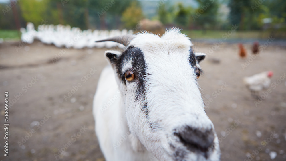 Goat with big horns and yellow eyes. Funny goat looking in camera. Livestock. Goat grazing on pasture. Animal portrait.